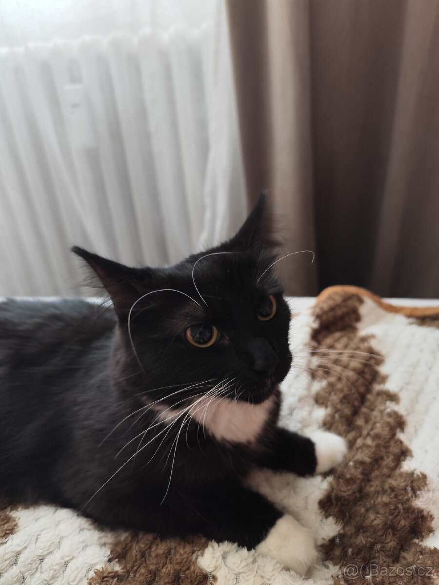 Prodám Černou kočičku