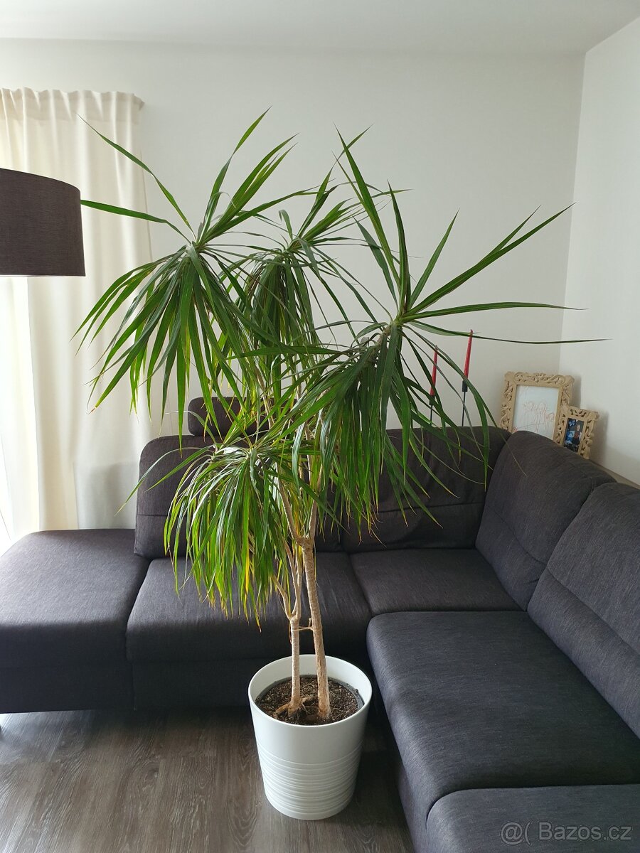 Dracena