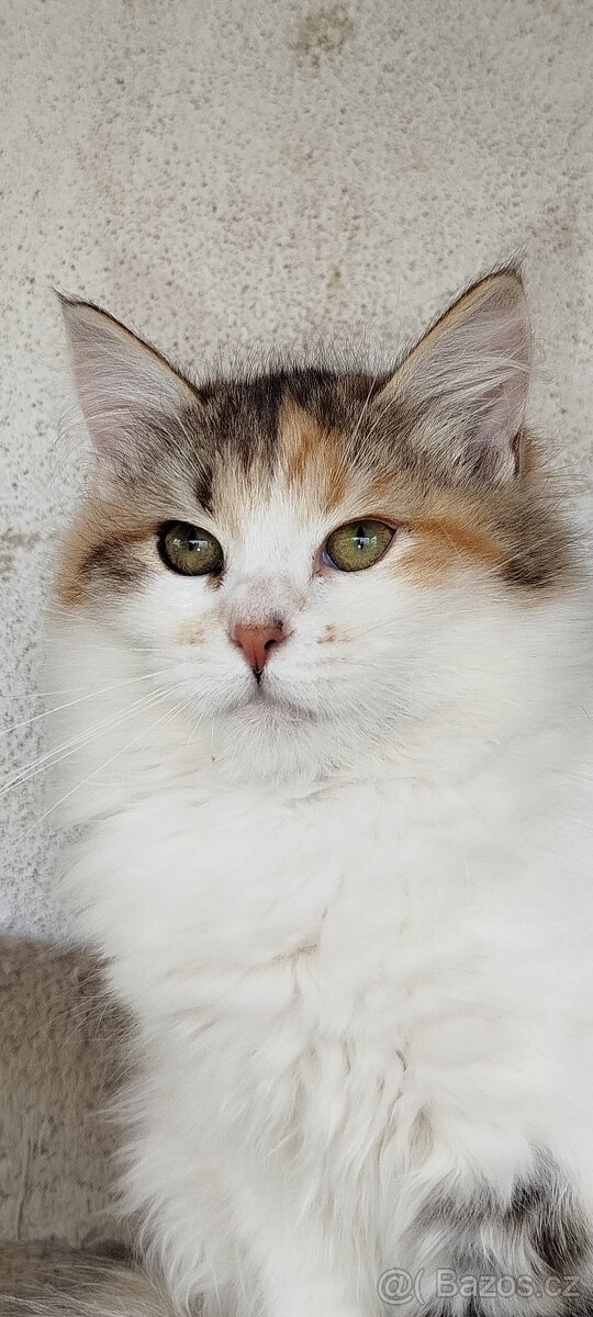 Kočička sibiřská - s PP