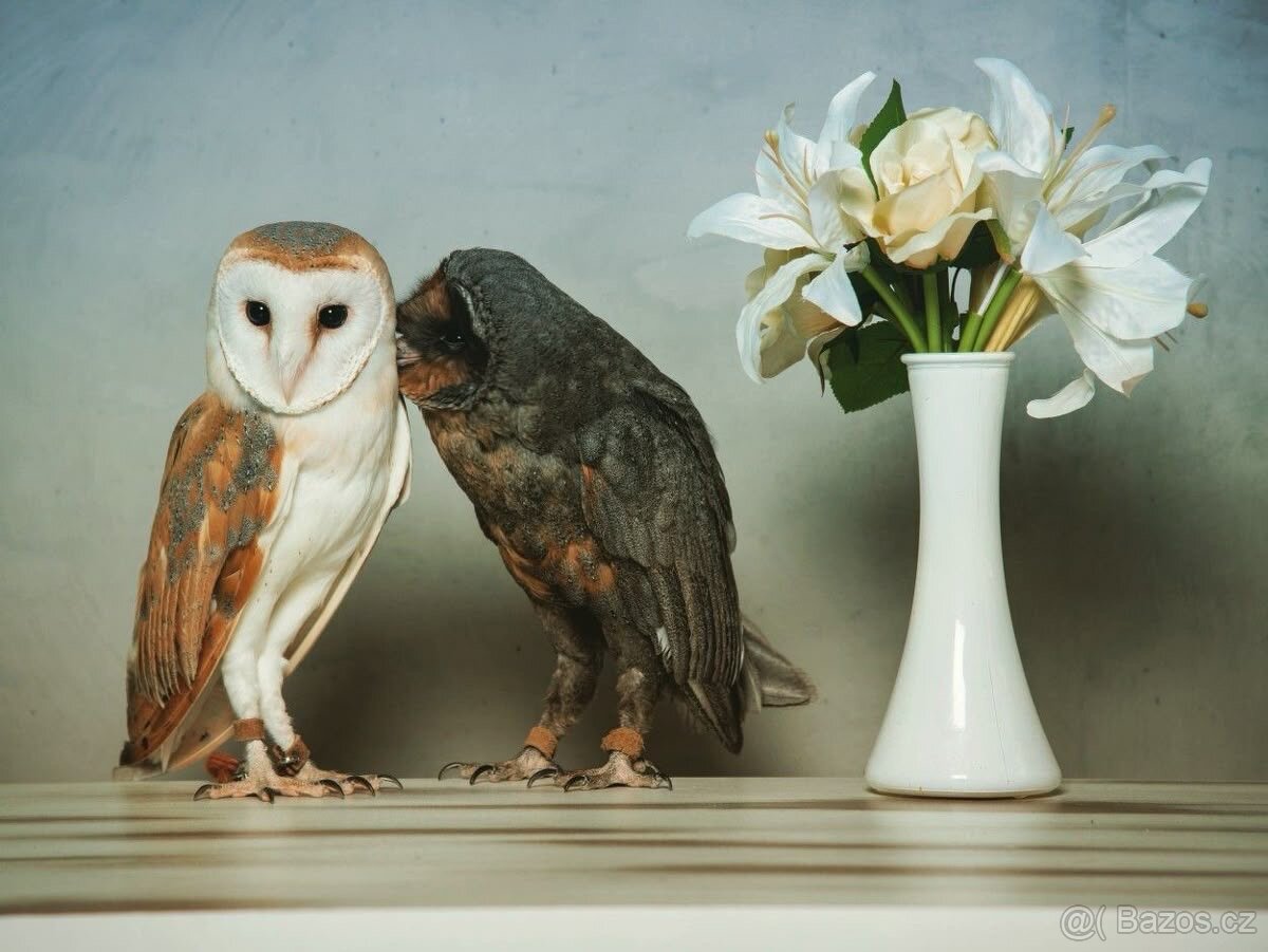 KOUPÍM- Sova pálená