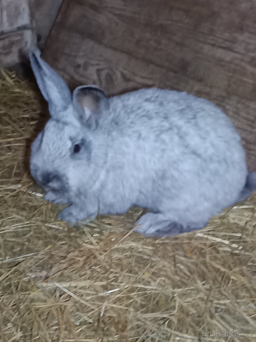 Králík VSS (velký světlý stříbřitý)