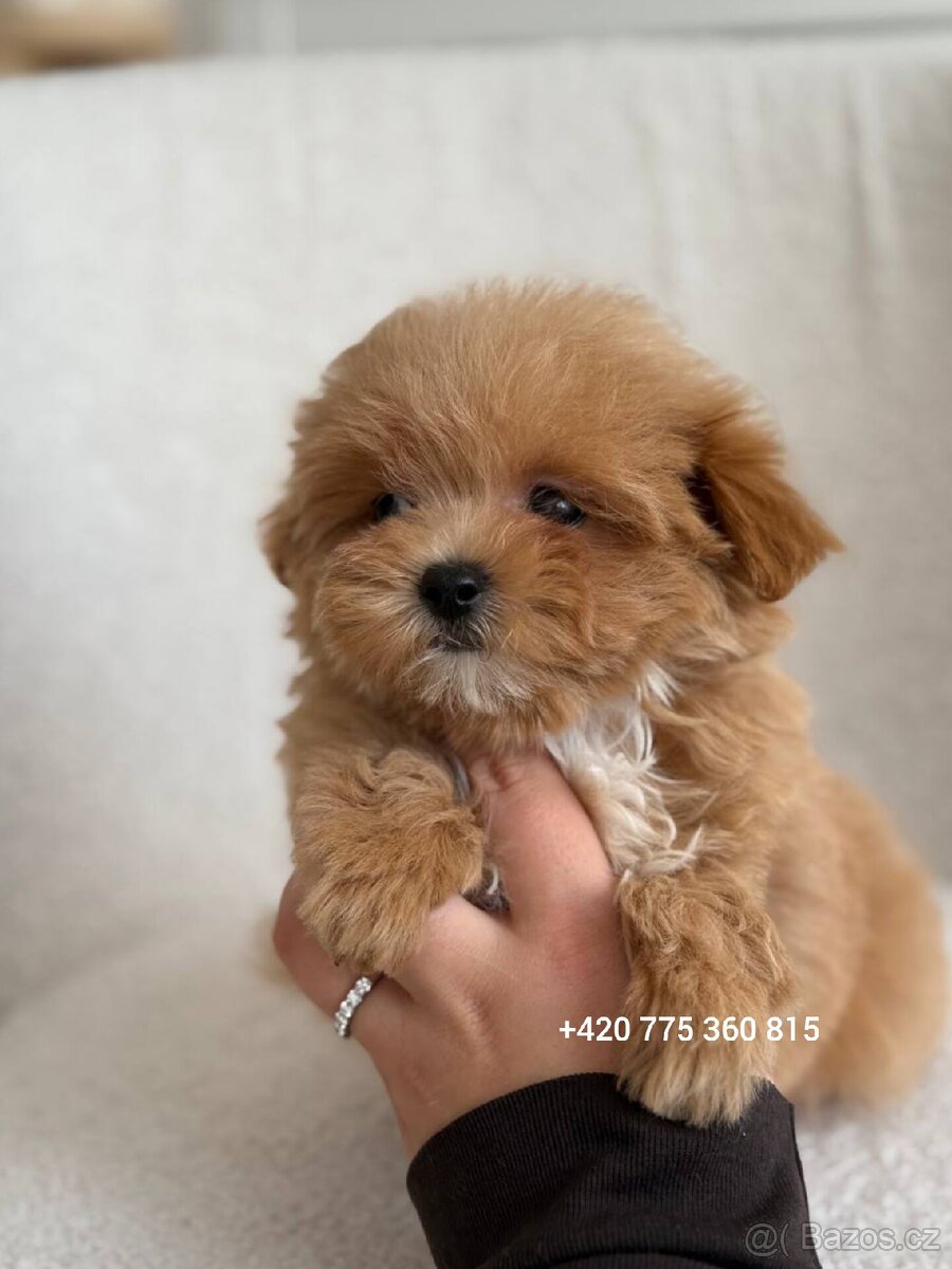 Nádherný chlapeček Maltipoo mini f1