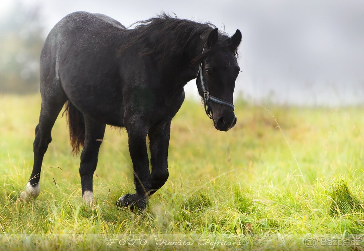 Kobyla Welsh Cob