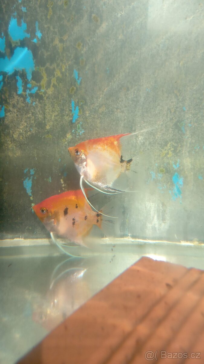Skaláry KOI