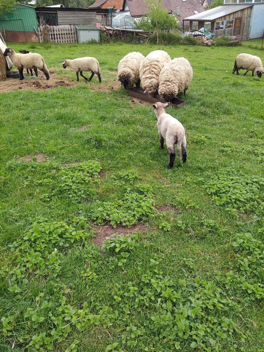 Ovce jehňata berana