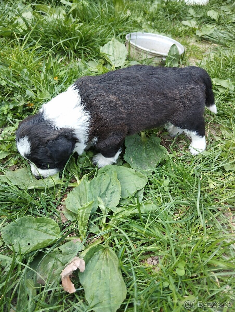 Border kolie