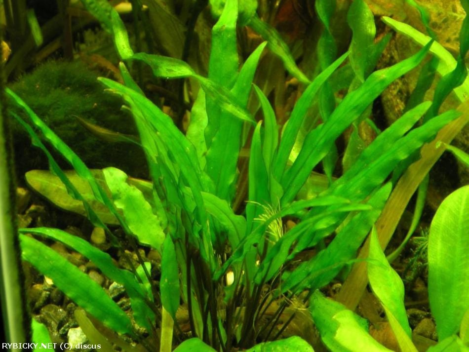 Akvarijní rostliny Kryptocorina