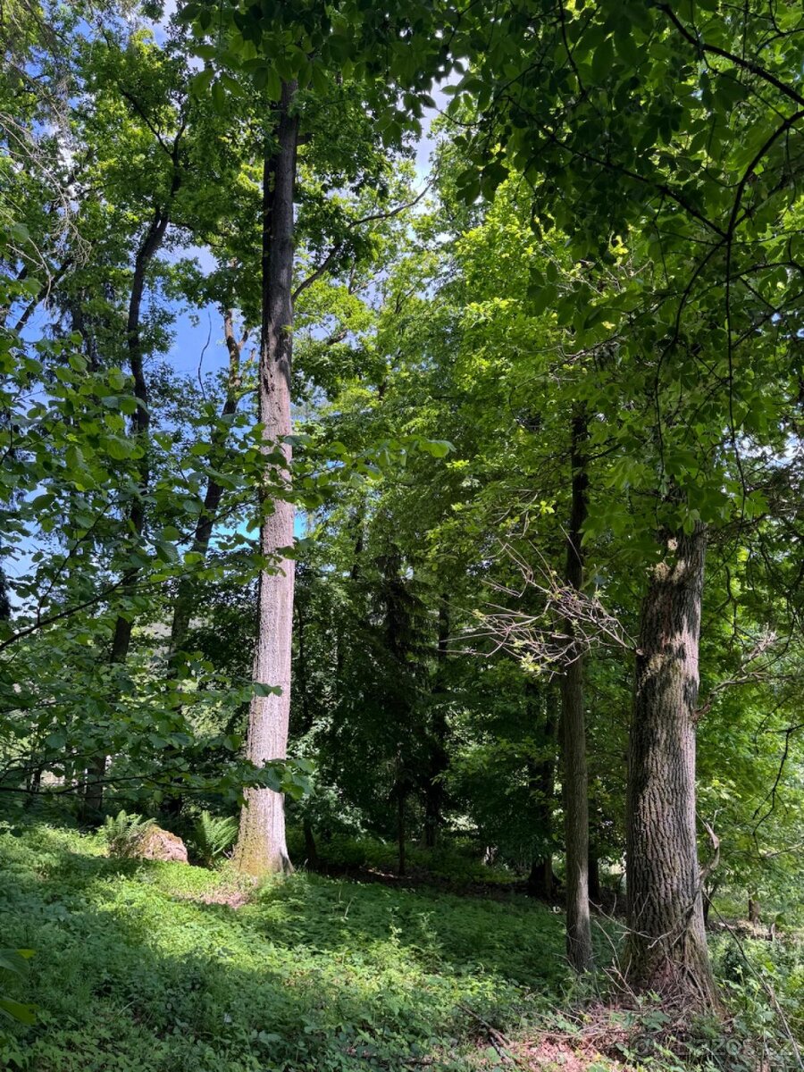 Prodám lesní pozemek v k.ú. Telčice