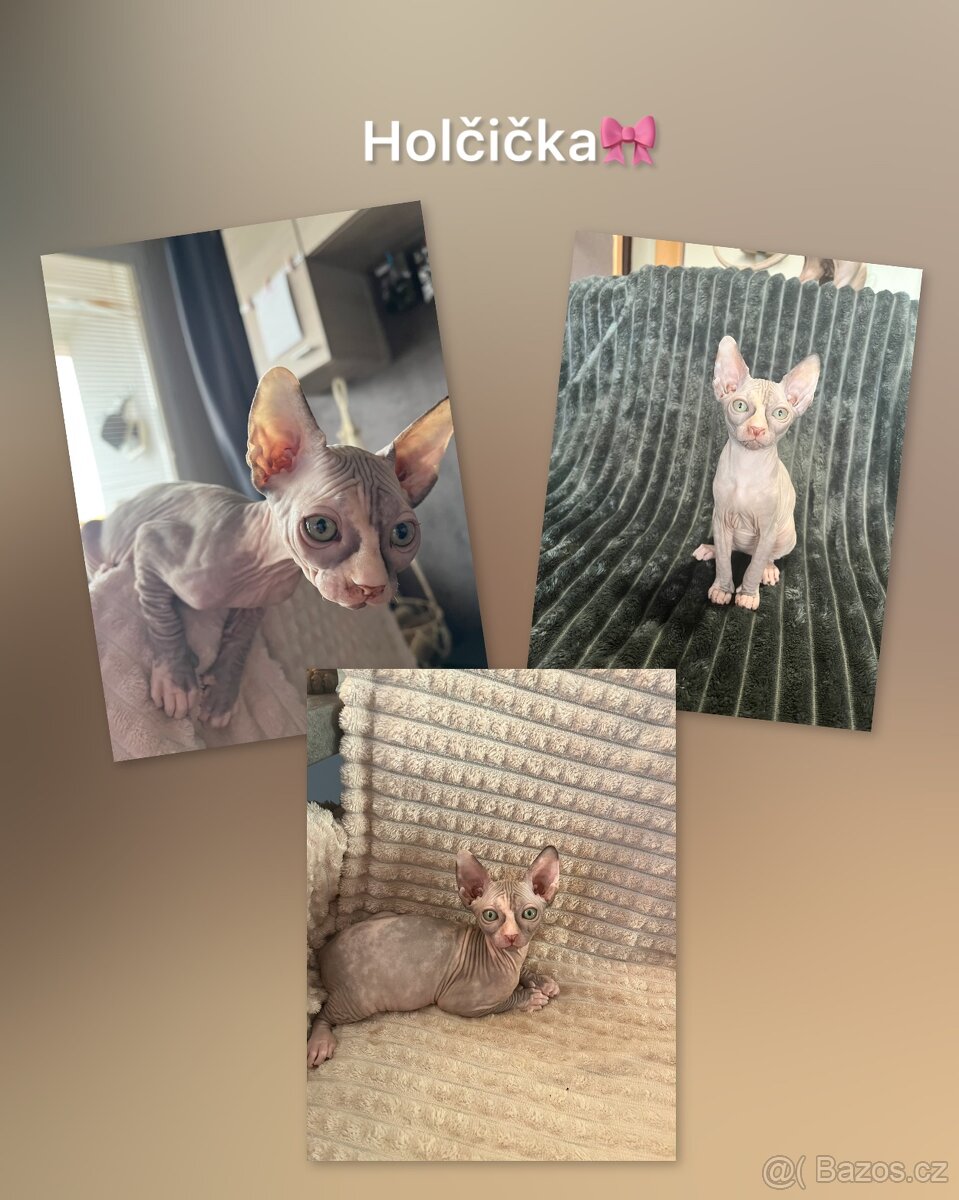 Sphynx koťátka