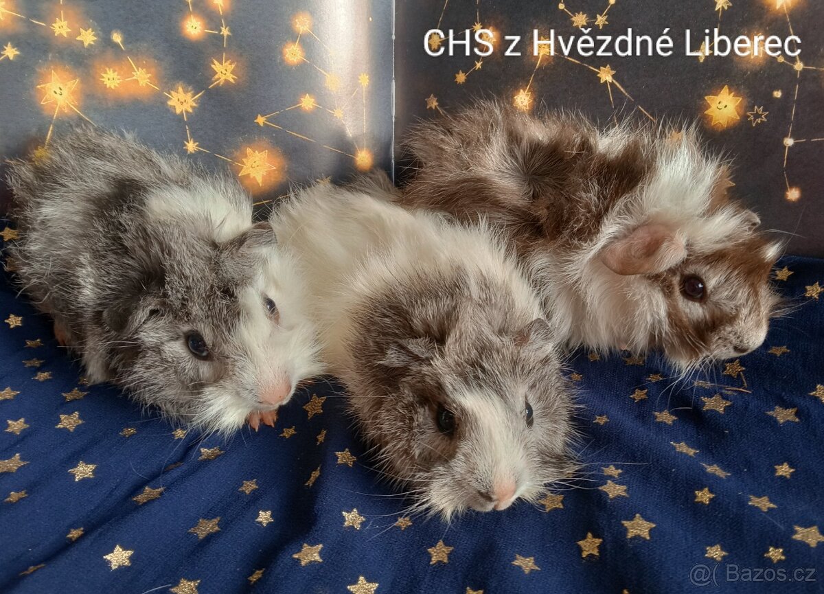 Morčátka CHS Z Hvězdné Liberec