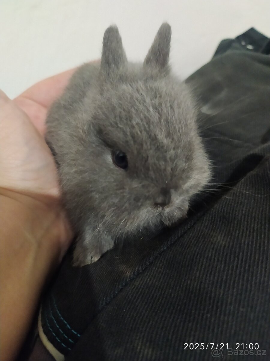Rezervace zakrslý králíček