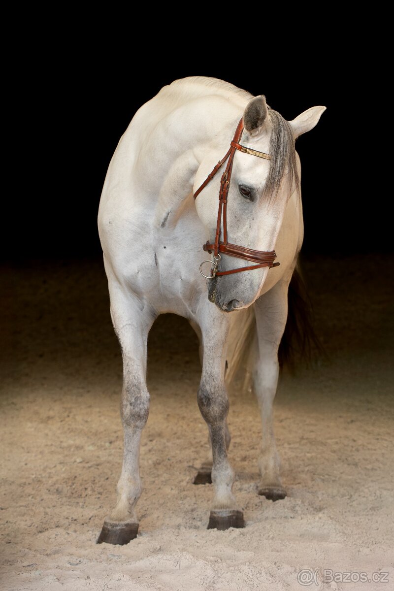 Starokladrubský valach na prodej