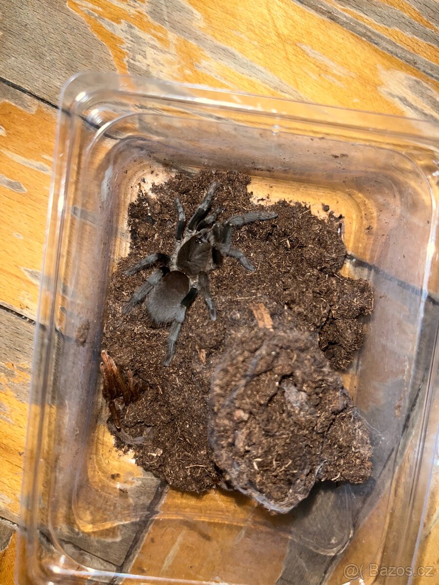 Hysterocrates Gigas