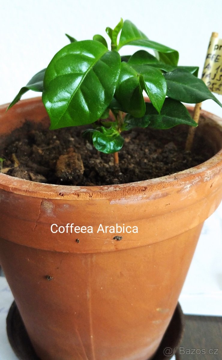 Cofeea Arabica rostlina 100 Kč