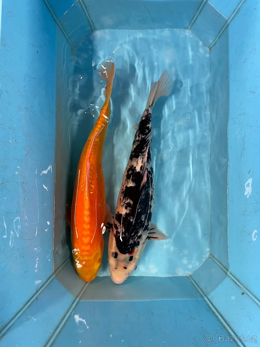 Jezírkové ryby KOI Kapři