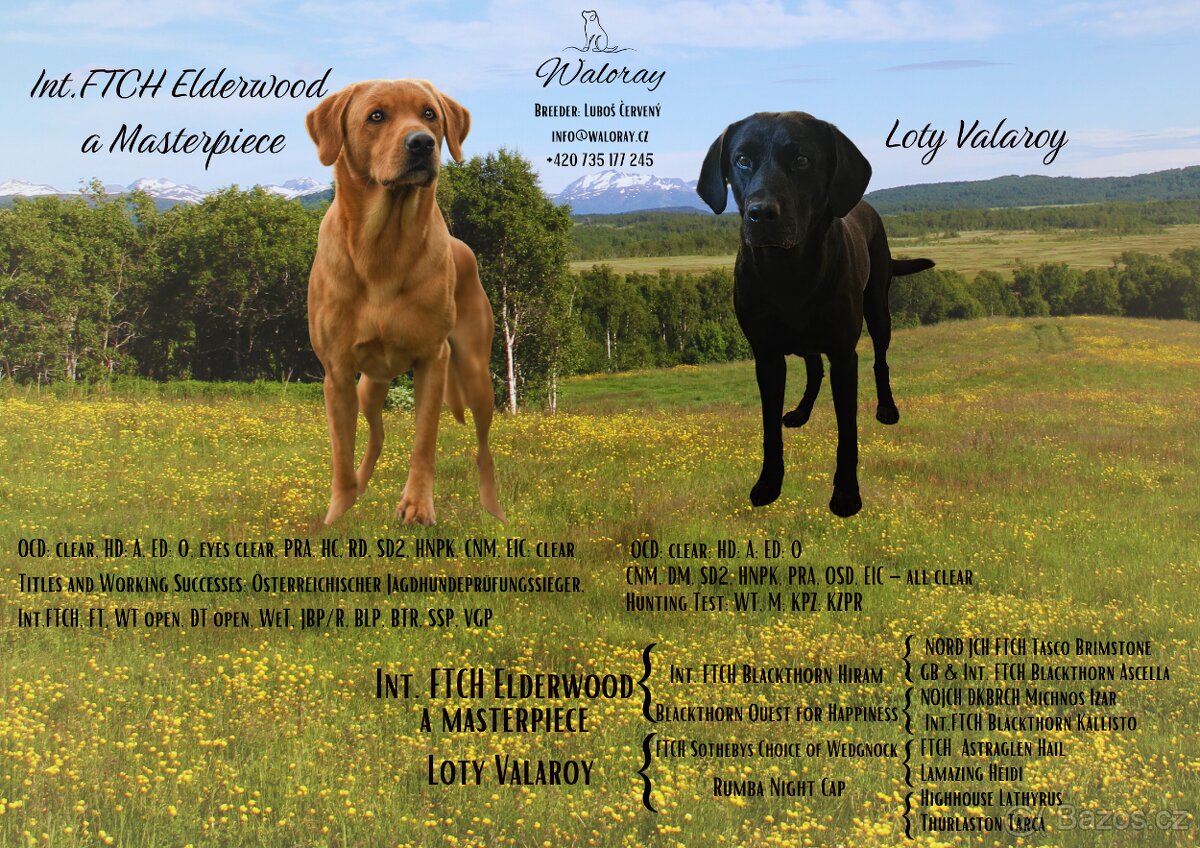 Labradorský retrívr - pracovní linie