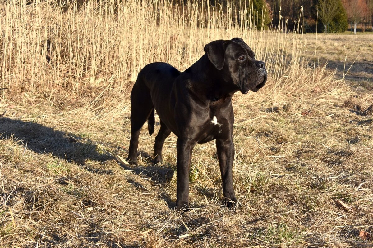 Cane corso černý krycí pes