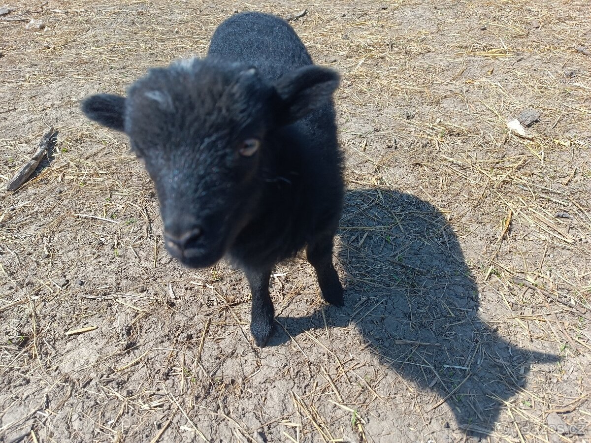 Beránek