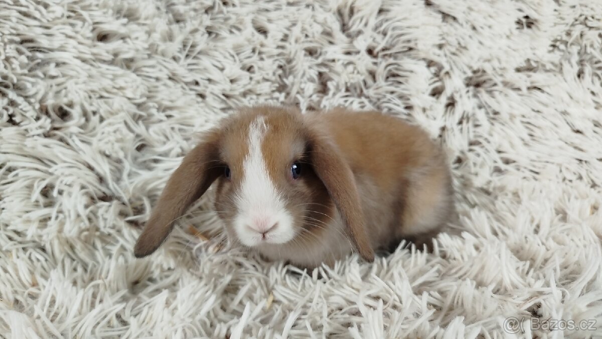 Zakrslý beránek, králíček, králík - TARA