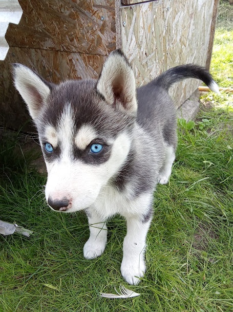 Sibiřský husky bez PP