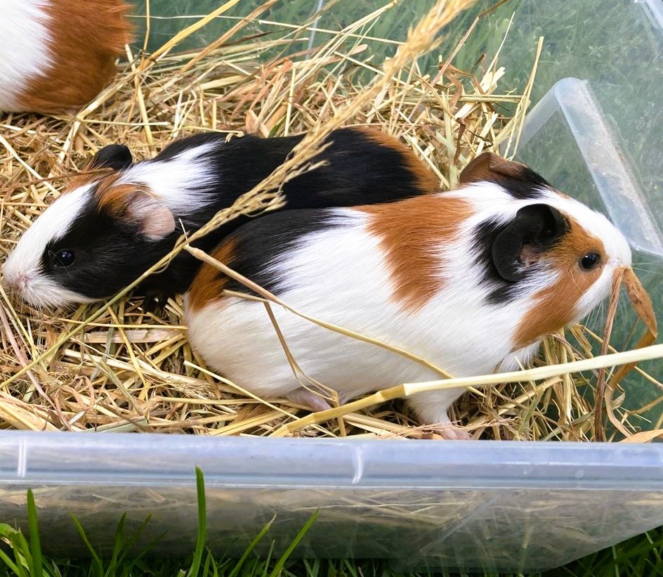 Morče - dvě samičky