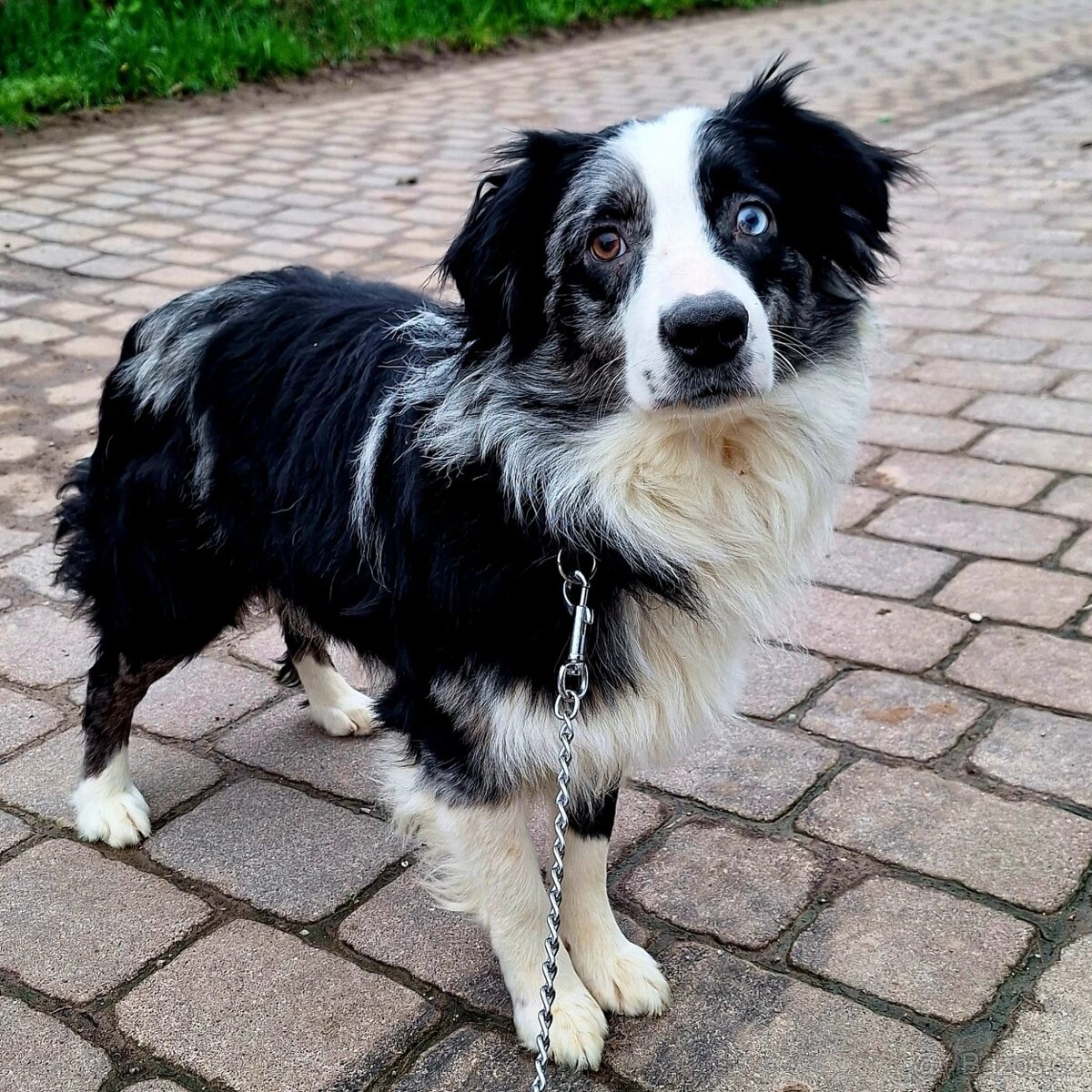 Malý Australský ovčák s PP, blue merle pes do spolumajetku