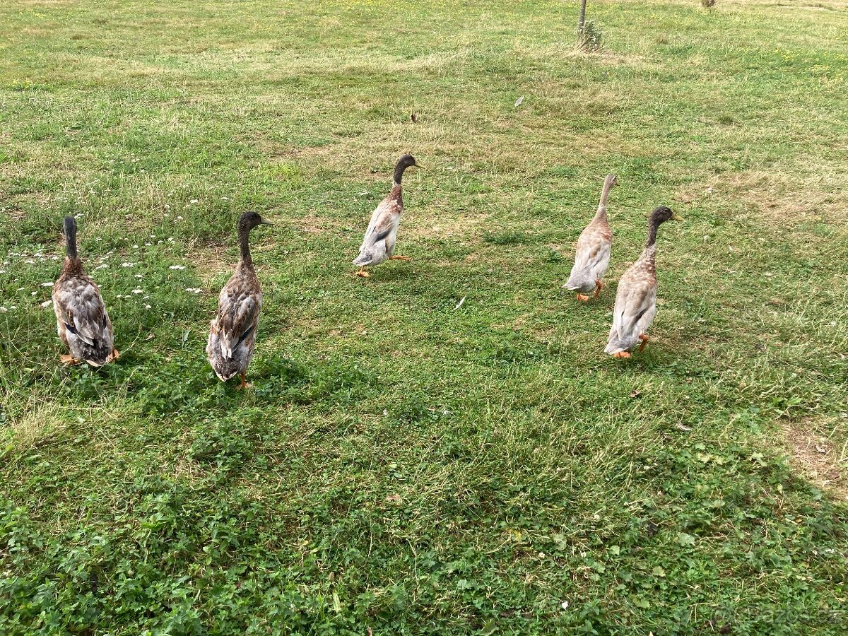 Indický běžec - kačer