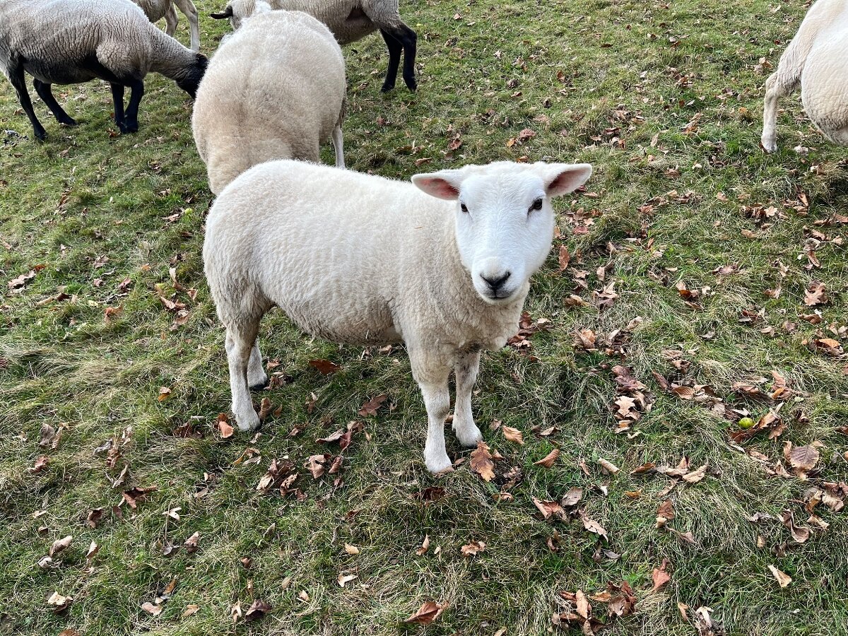 Prodám ovce