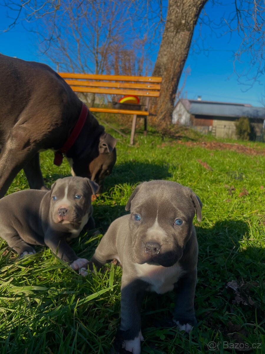 🐾 Americký staford – modrá štěňátka Bibi a Oli
