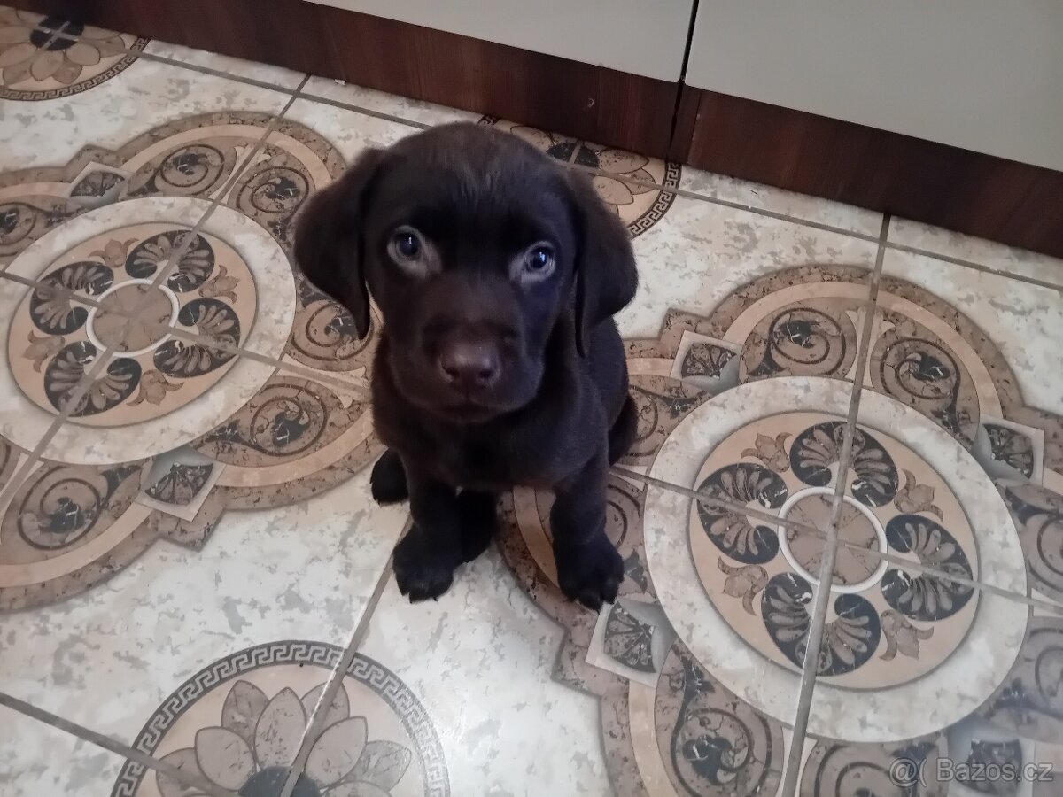 Ladbrdor štěňátko