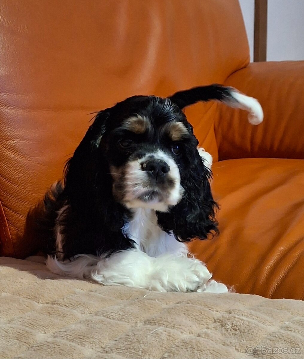 Americký kokršpaněl