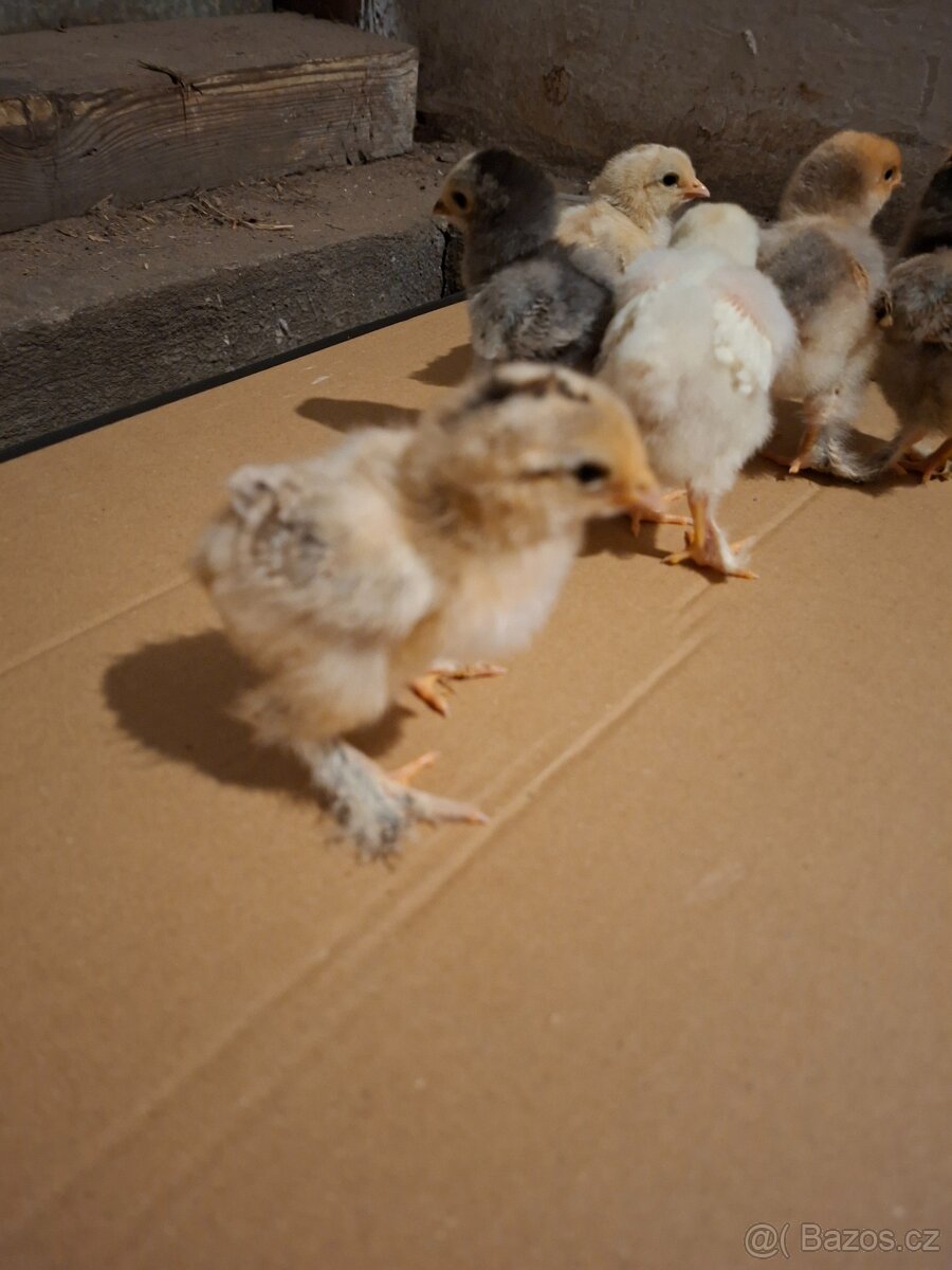 Brahmánka velká- kuřátka