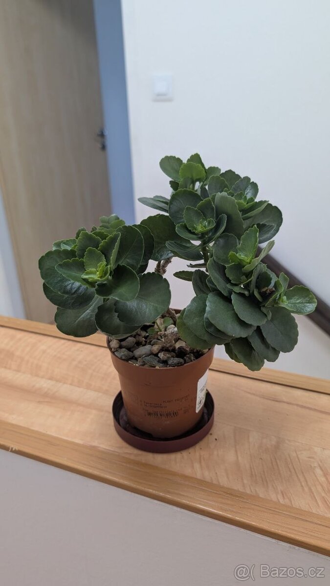 Kalanchoe blossfeldiana