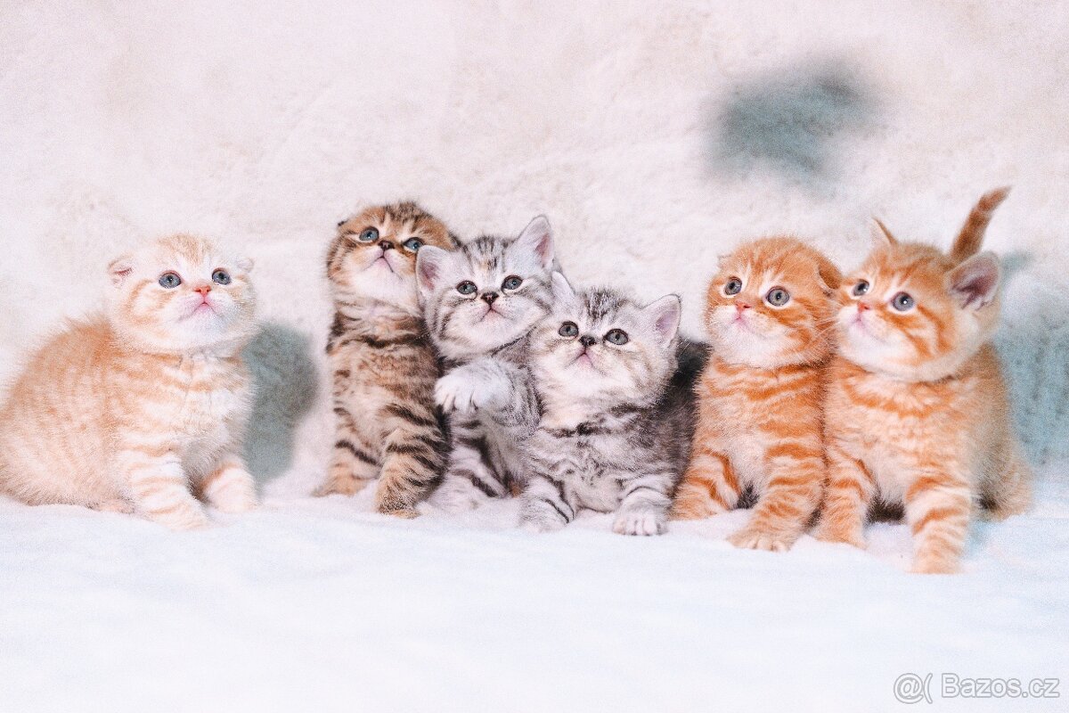 Scottish Fold a Scottish Straight