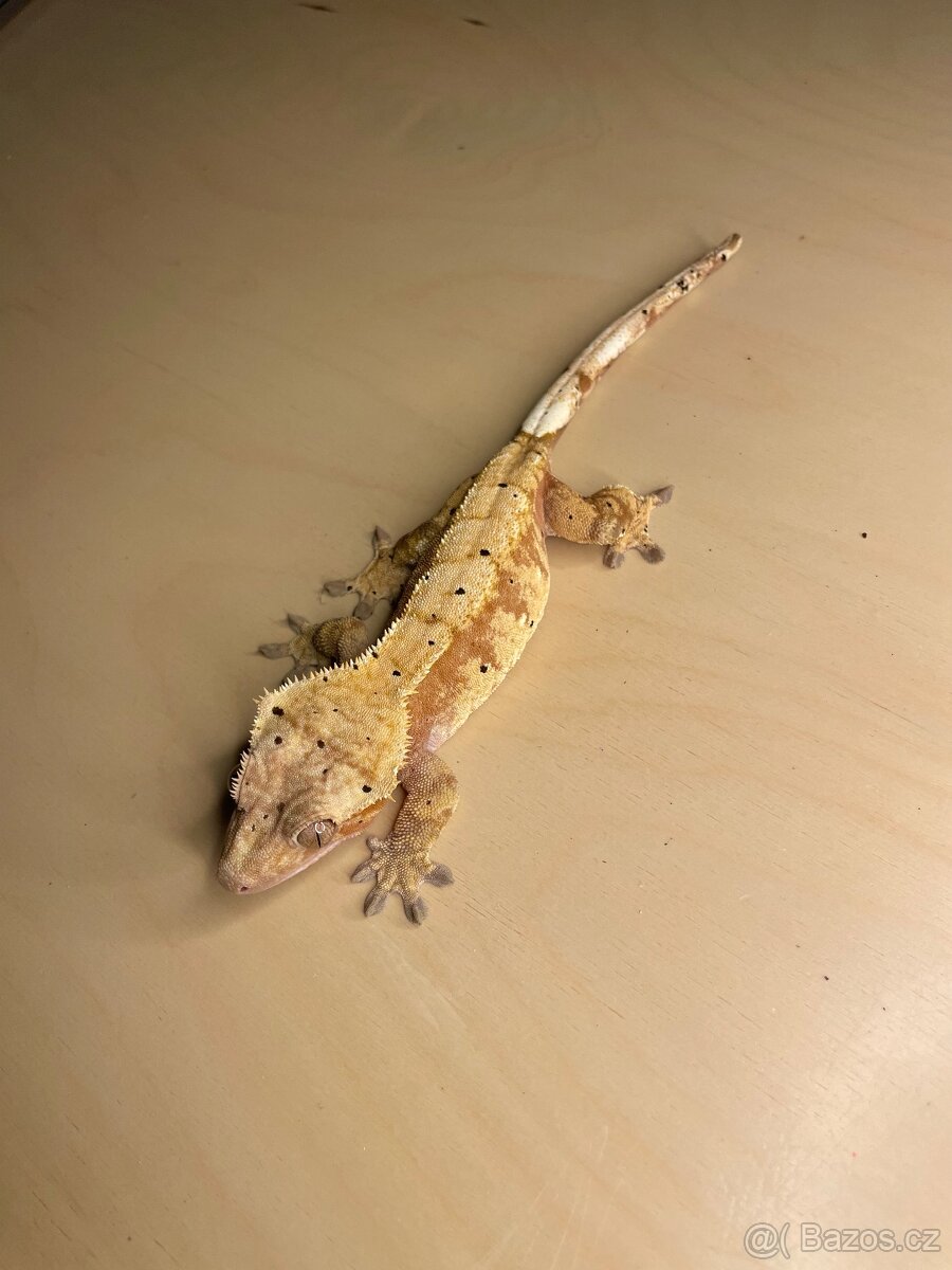 Pagekoni řasnatí
