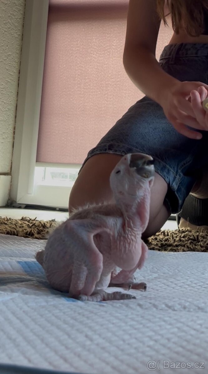 Ara Ararauna mlaďata k ručnímu dokrmeni
