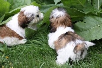 Shih-tzu, Shih tzu, si cu bez pp