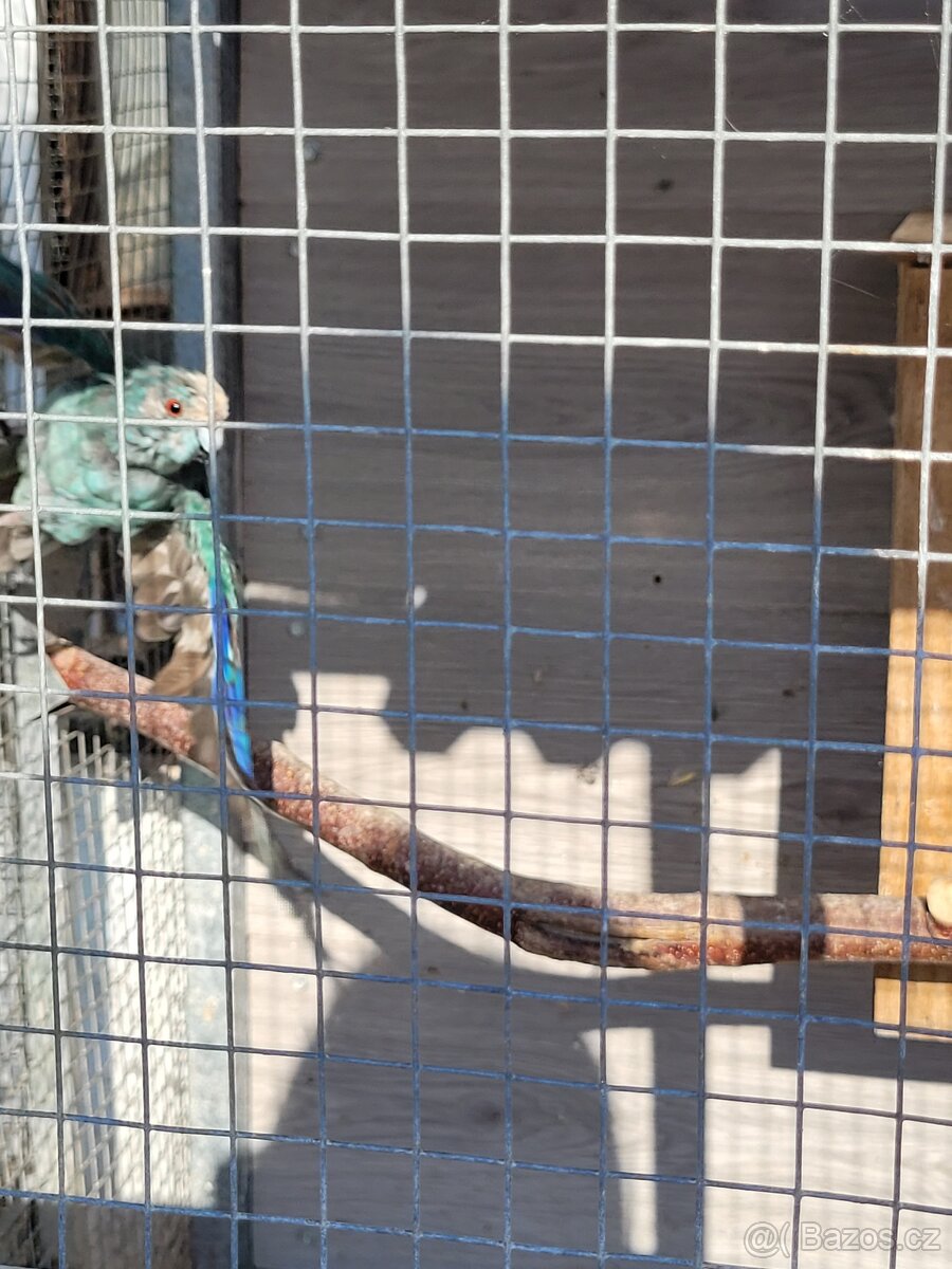 Kakariky