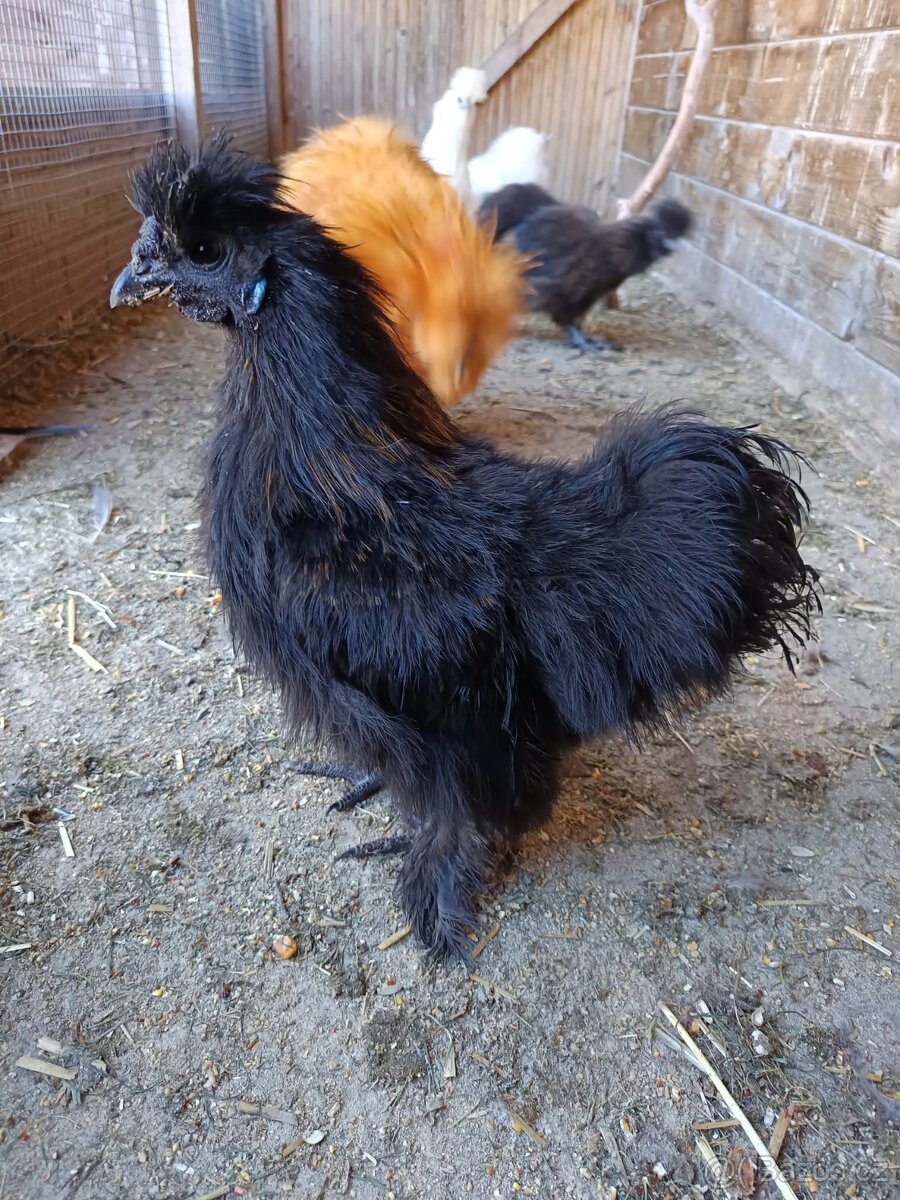 Hedvábnička velká - kohout