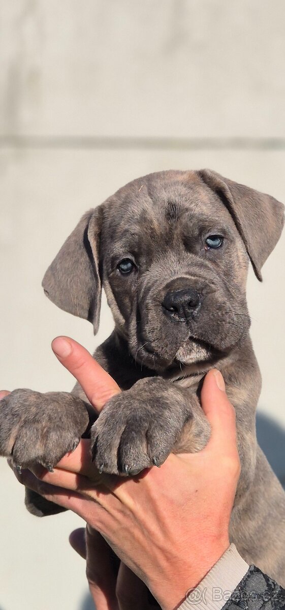 Cane corso s PP
