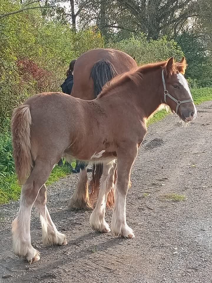 Drum horse hřebec, matka Shire horse, otec irský cob