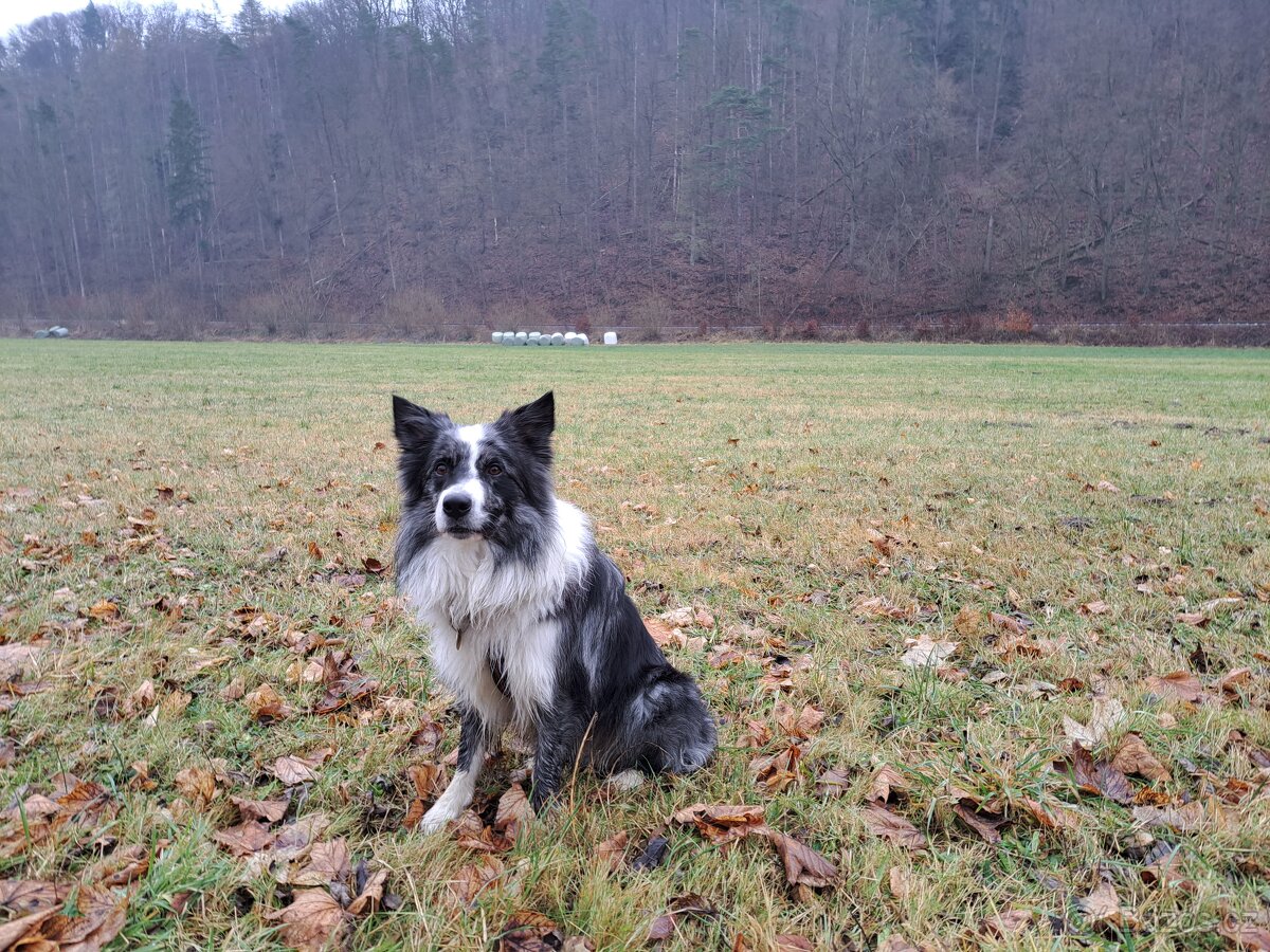 Nabízím krytí psem border kolie.