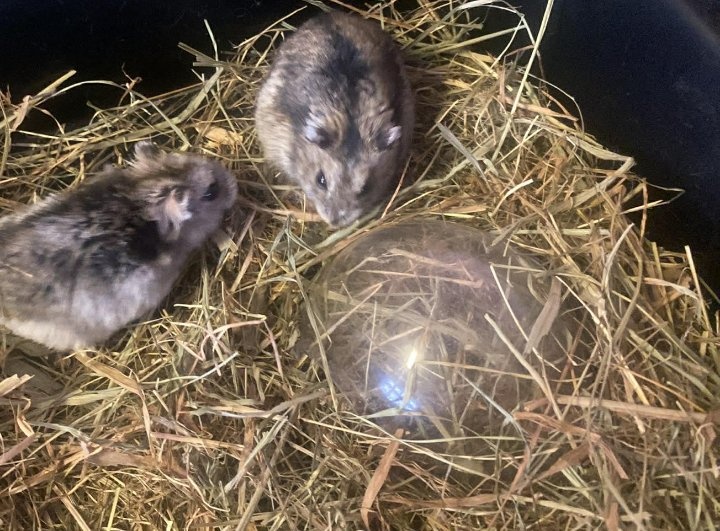 Křečky džungarský