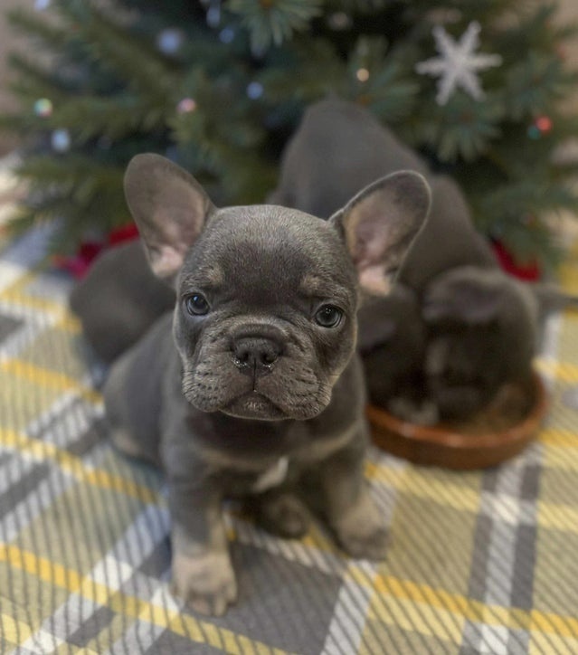 Francouzský buldoček