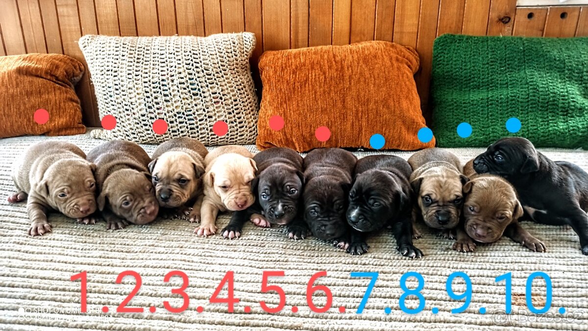 Štěňata Pitbull, Americký pitbull teriér bez PP