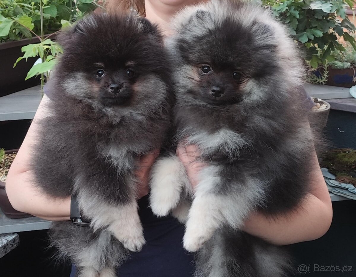 Pomeranian s PP