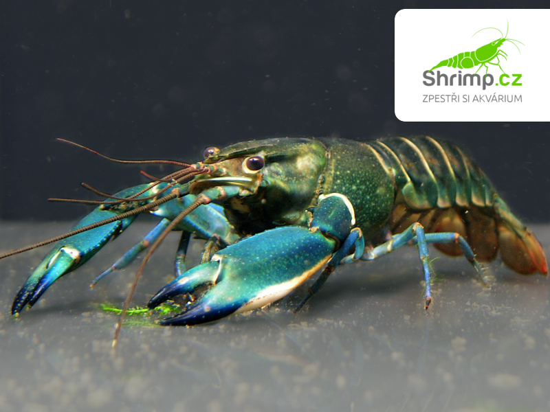 Rak Cherax sp. Blue Moon