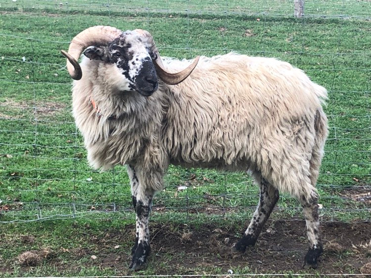 Prodáme plemenné beránky Původní valašky - linie Javorník