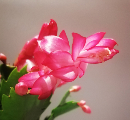 Schlumbergera - Vánoční kaktus: Purple chimera noid (řízek)