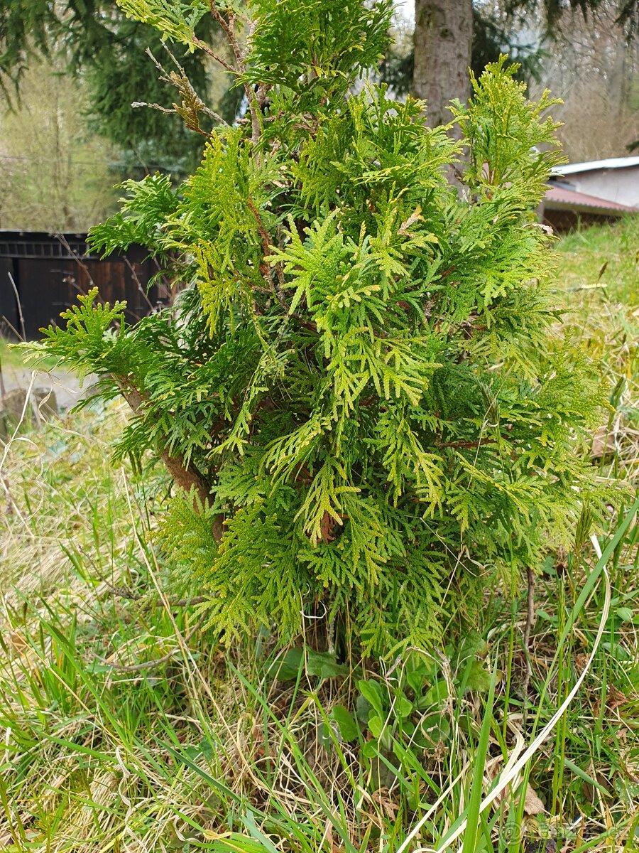 Tuje, thuje 50cm